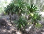 Yucca recurvifolia image