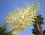 Yucca rostrata image