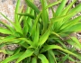 Yucca rupicola image