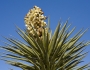 Yucca treculeana image