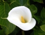 Zantedeschia aethiopica image