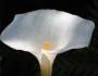 Zantedeschia albomaculata image