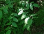Zanthoxylum americanum image