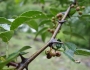 Zanthoxylum bungeanum image