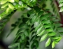 Zanthoxylum capense image