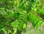 Zanthoxylum clava-herculis image