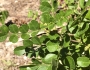 Zanthoxylum fagara image