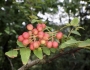 Zanthoxylum piperitum image