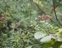 Zanthoxylum schinifolium image