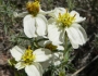 Zinnia acerosa image