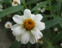 Zinnia angustifolia image