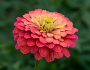 Zinnia elegans image