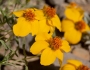 Zinnia grandiflora image