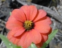 Zinnia peruviana image