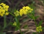 Zizia aptera image