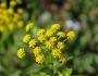 Zizia aurea image