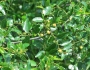 Ziziphus jujuba image