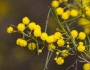 Acacia calamifolia image