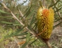 Banksia marginata image