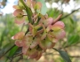 Dodonaea viscosa image