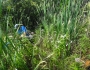 Poa sylvestris image
